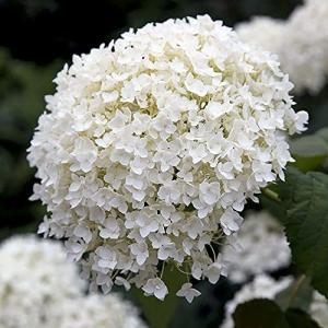 アジサイ アナベル 7号鉢 【品種で選べる花木苗/1個売り】 学名：Hydrangea arborescens Annabelle/落葉性低木●ホワイの商品画像