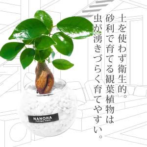 観葉植物 ガジュマル 白砂利 ガラスボール 土...の詳細画像2