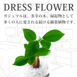 観葉植物 ガジュマル 白砂利 ガラスボール 土...の詳細画像3
