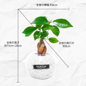 観葉植物 ガジュマル 白砂利 ガラスボール 土...の詳細画像4