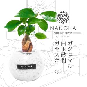 観葉植物 ガジュマル 白砂利 ガラスボール 土...の詳細画像1