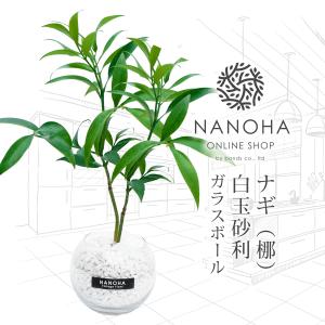 ナギの木 梛 白砂利 ガラスボール 丸い容器 土を使わない観葉植物 本物 ミニ おしゃれ 清潔感 インテリア 水栽培 ハイドロカルチャー NANOHA｜bondsonline