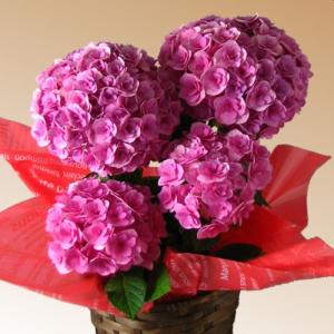 母の日限定あじさい筑紫ルビー（アジサイ）