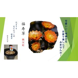 《福寿草》　秩父紅　2芽入り