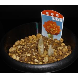 《福寿草》 秩父紅 2芽入りの詳細画像2