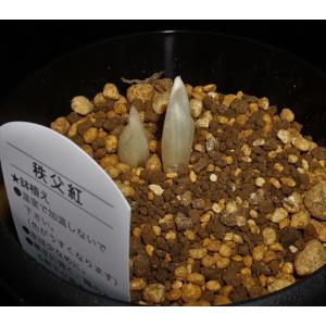 《福寿草》 秩父紅 2芽入りの詳細画像3
