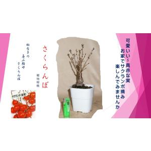 《花物盆栽》桜　サクランボ（暖地桜桃）