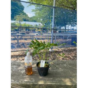 《山野草》レンゲショウマ 【紫玉】開花株の詳細画像3