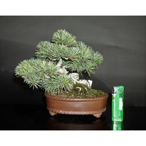 盆栽　五葉松　【小品盆栽】　五葉松　大巓松（だいてんしょう）A｜bonsai-ito