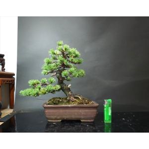 Bonsai Store Ito - Yahoo!ショッピング