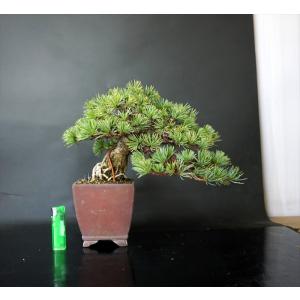 盆栽 五葉松 【中品盆栽】 五葉松 (1) : Bonsai Store Ito - 通販