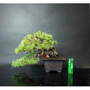 盆栽 五葉松 【中品盆栽】 五葉松 (4) : Bonsai Store Ito - 通販