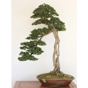 創業昭和二年さつき盆栽光華園 - Yahoo!ショッピング