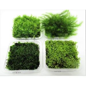 苔 テラリウム 苔盆栽 の コケ 4種 セット...の詳細画像1