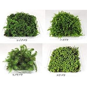 苔 テラリウム 苔盆栽 の コケ 4種 セット...の詳細画像3
