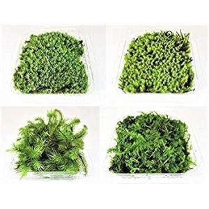 苔 テラリウム 苔盆栽 の コケ 4種 セット...の詳細画像4