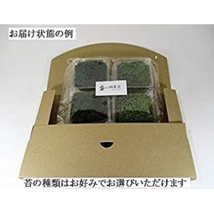 苔 テラリウム 苔盆栽 の コケ 4種 セット...の詳細画像5