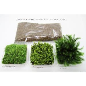 苔 テラリウム  苔３種 と 土 のセット (AT01 : ホソバオキナゴケ ヒノキゴケ スナゴケ 基本用土 150g)【 送料無料 】