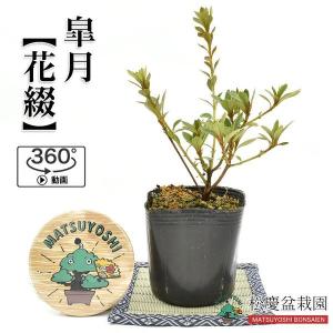 皐月盆栽の商品一覧 通販 Yahoo ショッピング