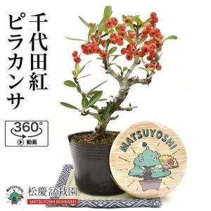 ピラカンサ 苗の商品一覧 通販 Yahoo ショッピング