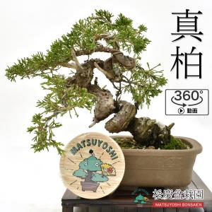 盆栽 真柏 小品盆栽 しんぱく 現物販売 bonsai