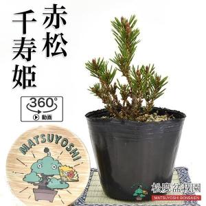 赤松盆栽の商品一覧 通販 Yahoo ショッピング