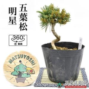 松 苗木の商品一覧 通販 Yahoo ショッピング