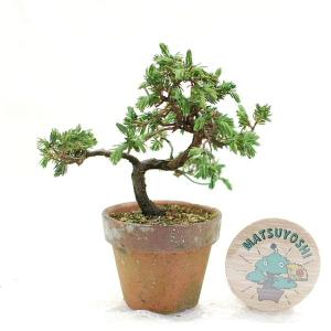 松慶盆栽園 ヤフー店 松柏苗 盆栽苗木 Yahoo ショッピング