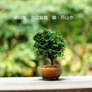 ミニ盆栽 初心者 セットの商品一覧 通販 Yahoo ショッピング