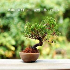 ミニ盆栽 初心者 セットの商品一覧 通販 Yahoo ショッピング