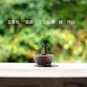 ミニ盆栽 初心者 セットの商品一覧 通販 Yahoo ショッピング