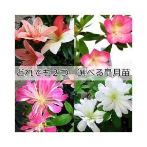 皐月盆栽の商品一覧 通販 Yahoo ショッピング