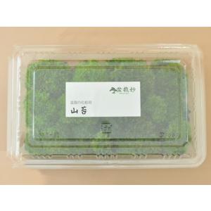 盆栽 苔 コケ 1パック 山苔 盆栽苔 苔玉 ...の詳細画像1