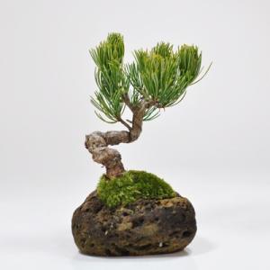黒松 寄せ植え盆栽 桜島軽石仕立て 石付きの盆栽 ギフト 盆栽 開店
