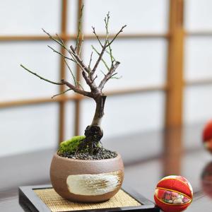 小品盆栽：浜姫榊（ハマヒサカキ）【現品】*【送料無料】 : 遊恵盆栽