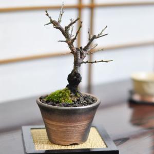 真柏盆栽♧ ミニ盆栽 盆栽 ミニ真柏 ミニ盆栽 bonsai ぼんさい しんぱく 初心者 入門 ギフト
