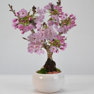 盆栽 ミニ 即日出荷可 開運竹 ミリオンバンブー豪華40幹寄せ植え 竹