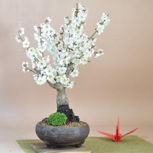 白梅 信楽焼鉄鉢 赤土色の鉢色が花を引き立てる絶...の商品画像