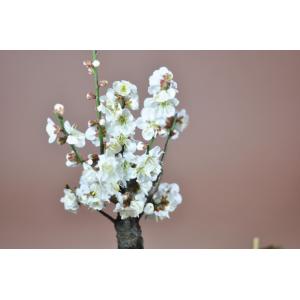 白梅 信楽焼鉄鉢 赤土色の鉢色が花を引き立てる...の詳細画像2