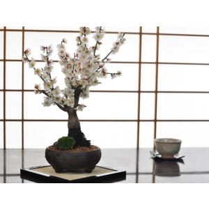 白梅 信楽焼鉄鉢 赤土色の鉢色が花を引き立てる...の詳細画像3