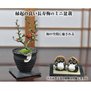 母の日 花盆栽 花 長寿梅 ミニ盆栽 人気 ラ...の詳細画像1