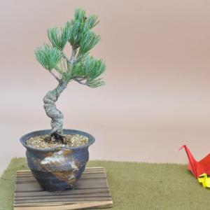 盆栽 ミニ真柏 ミニ盆栽 bonsai ぼんさい しんぱく 初心者 入門 ギフト