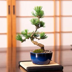 松盆栽 松 ミニ 五葉松 丸小鉢  樹齢5年 本場四国 ブランド 人気 ランキング 60代 70代 ぼんさい bonsai