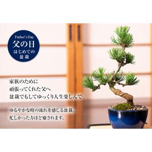 松盆栽 松 ミニ 五葉松 丸小鉢 樹齢5年 本...の詳細画像1