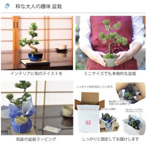 松盆栽 松 ミニ 五葉松 丸小鉢 樹齢5年 本...の詳細画像2