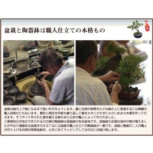松盆栽 松 ミニ 五葉松 丸小鉢 樹齢5年 本...の詳細画像5