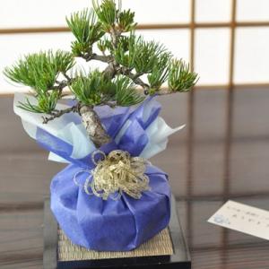 盆栽 松 五葉松 銀緑葉の癒し《禅の心五葉松》樹齢15年 極太幹 樹形美