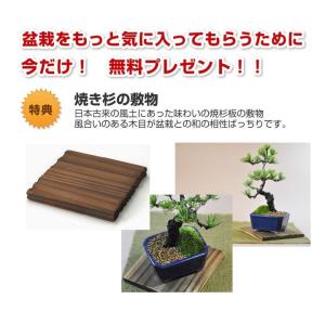 盆栽お試し 初めてのミニ盆栽五葉松。説明書と肥...の詳細画像4