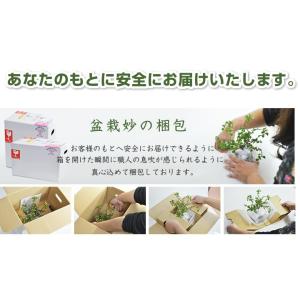 盆栽お試し 初めてのミニ盆栽五葉松。説明書と肥...の詳細画像5