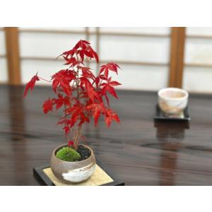 山もみじ ハケメ丸鉢 鉢 紅葉のミニ盆栽 秋 ...の詳細画像1